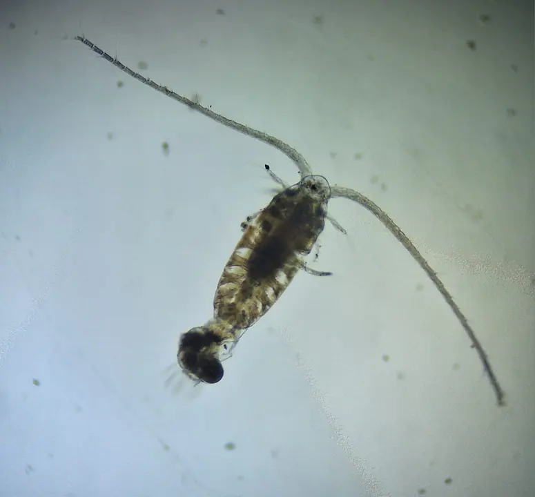 Invertebrado acuático observado al microscopio