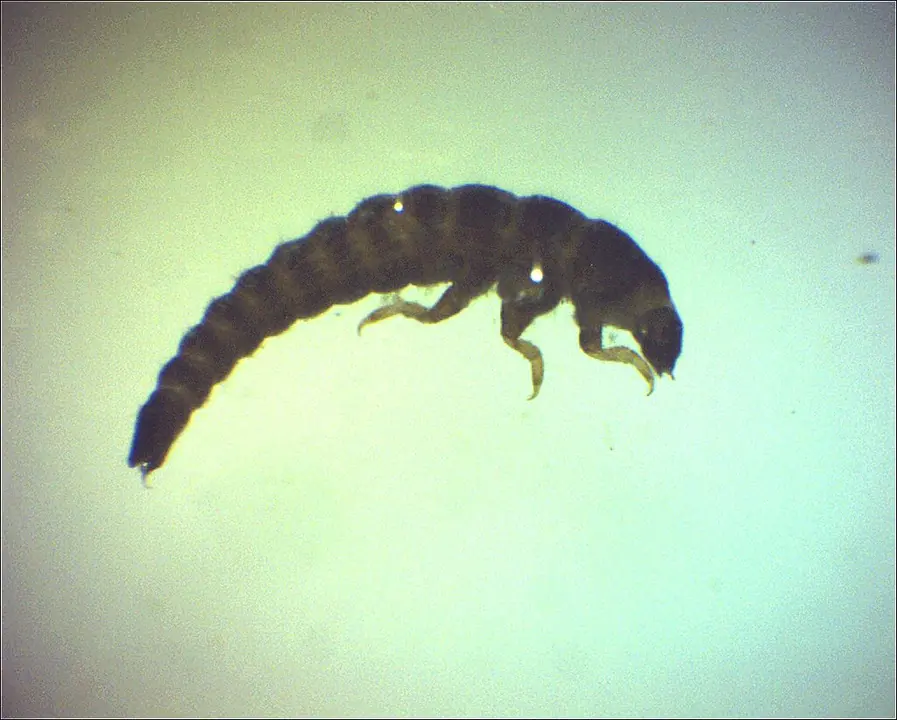 Larva de insecto observada al microscopio