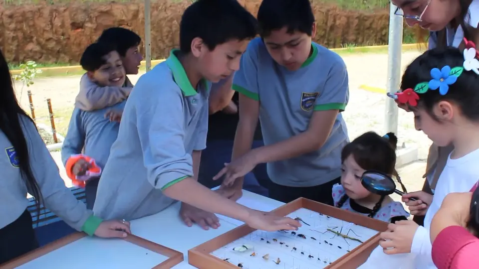 Estudiantes observando insectos con lupas