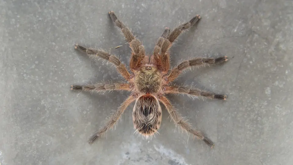 Tarántula registrada para estudio
