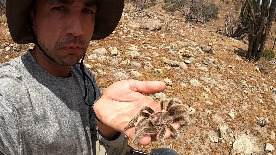 Investigador sosteniendo una tarántula durante trabajo de campo