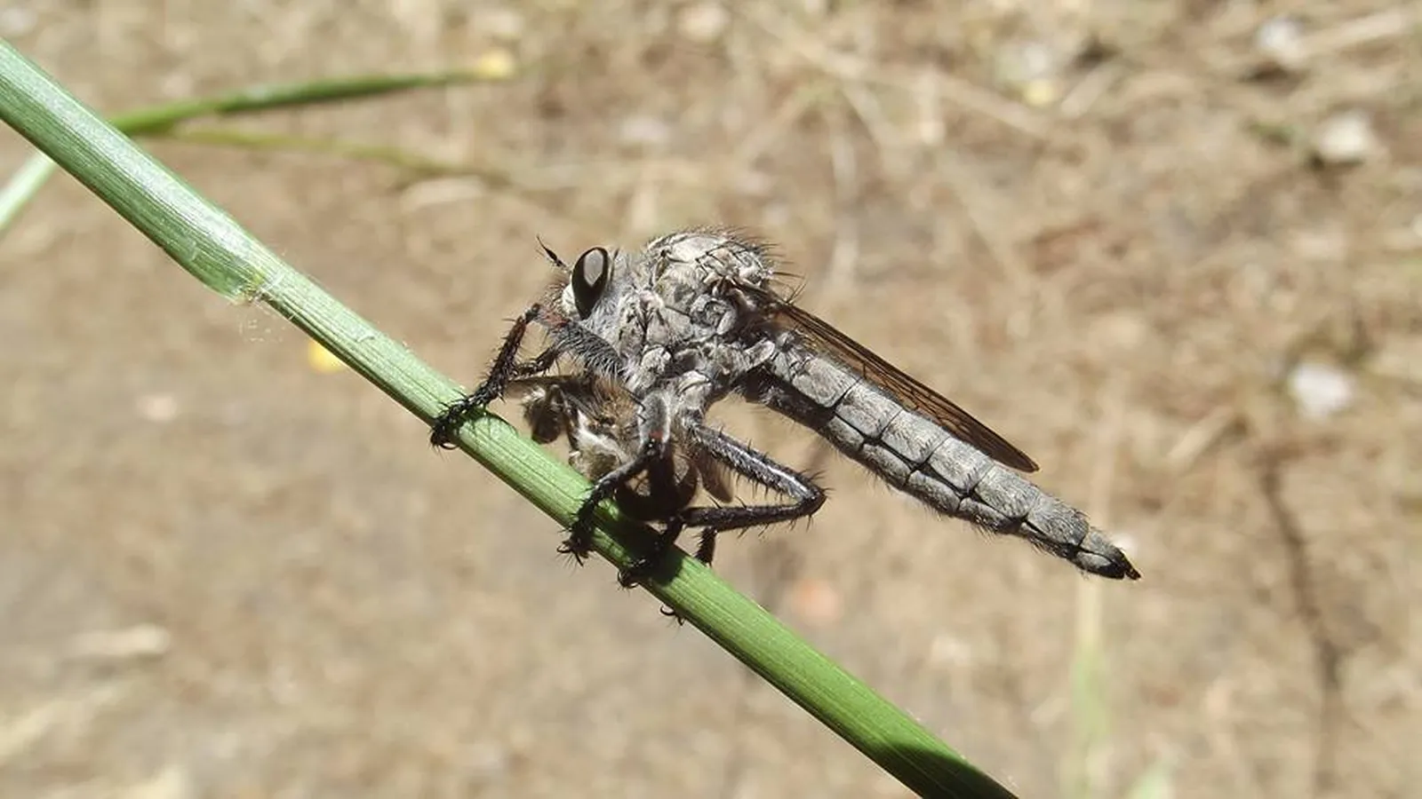 Insecto observado en su ambiente natural