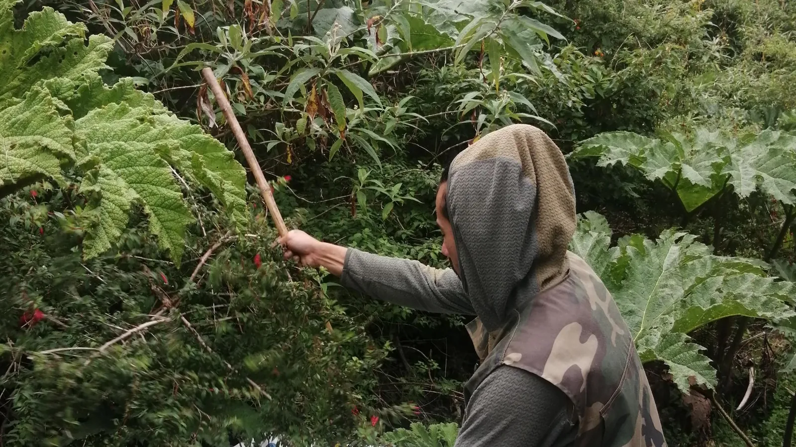 Muestreo científico de vegetación en un bosque templado